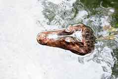 非洲矮鳄鱼broad-snouted骨鳄鱼osteolaemustetraspis细节肖像自然栖息地蜥蜴大眼睛野生动物场景热带森林非洲河