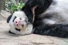 睡觉巨大的熊猫熊巨大的熊猫熊瀑布睡着了雨森林吃竹子