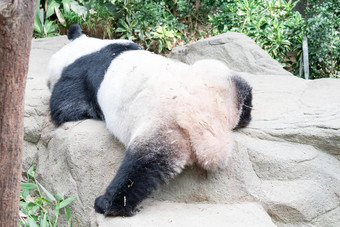 睡觉巨大的<strong>熊猫</strong>熊巨大的<strong>熊猫</strong>熊瀑布睡着了雨森林<strong>吃竹子</strong>