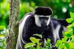 黑白疣猴疣猴猴子拇指吸好奇的观察坐着树