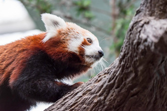 可爱的红色的<strong>熊猫</strong>被称为较小的<strong>熊猫</strong>红色的<strong>熊猫</strong>红色的cat-bearailurus富尔根食物