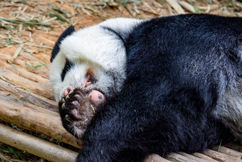 成人巨大的<strong>熊猫</strong>熊感觉懒惰的<strong>睡觉</strong>木动物园