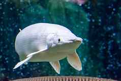 罕见的铂雪白色鳄鱼嘎嘎白盘抹刀游泳巨大的水族馆亚洲