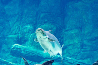濒临灭绝的湄公河巨大的<strong>鲶鱼鲶鱼</strong>龙牡蛎游泳蓝色的水水族馆