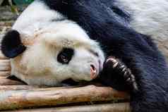 成人巨大的熊猫熊感觉懒惰的睡觉木动物园