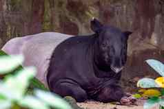 马来半岛的貘亚洲貘cipan特努克犀牛适应Tapirus休息