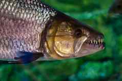 水蕨属维塔图斯非洲tigerfish虎鱼ngwesh特写镜头照片显示大锋利的牙齿