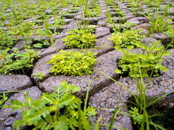 小植物混凝土通路砖