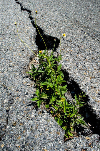 小植物裂缝沥青路