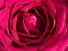 甜蜜的颜色粉红色的玫瑰浪漫颜色自然花背景