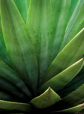 多汁的植物特写镜头刺细节叶子龙舌兰植物