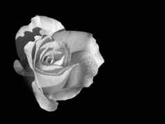 玫瑰黑色的白色