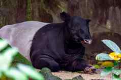 马来半岛的貘亚洲貘cipan特努克犀牛适应Tapirus休息