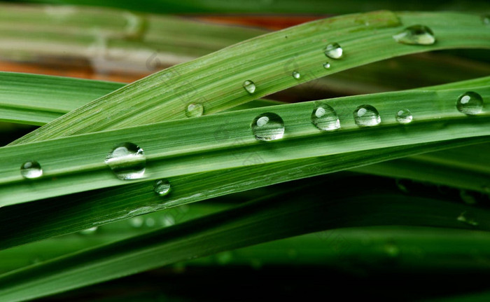 特写镜头水下降郁郁葱葱的绿色树叶下雨了