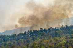 亚马逊雨森林火灾难燃烧引起的人类