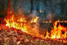 亚马逊雨森林火灾难燃烧率科学家们