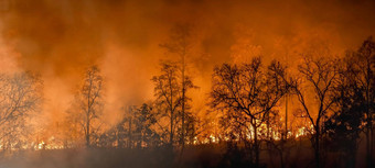 雨森林火灾难燃烧引起的人类