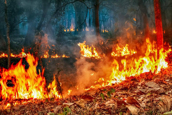 森林大火危机气候改变