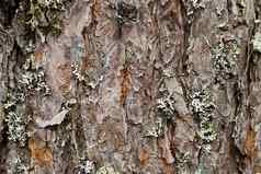 纹理北欧松树皮自然结构松树树皮背景