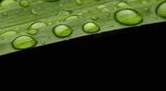 特写镜头水下降郁郁葱葱的绿色树叶下雨了