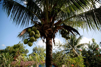椰子种植园巴伊亚
