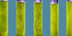 photobioreactor藻类燃料生物燃料行业藻类燃料藻生物燃料替代化石燃料藻类源自然存款