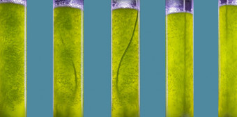 photobioreactor<strong>藻</strong>类燃料生物燃料行业<strong>藻</strong>类燃料<strong>藻</strong>生物燃料替代化石燃料<strong>藻</strong>类源自然存款