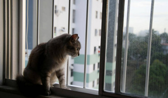 猫公寓窗口