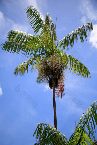 açai棕榈种植园