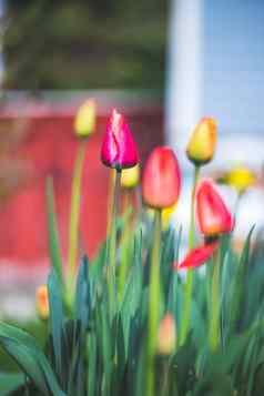 春天时间花风景色彩斑斓的春天花郁金香那喀索斯