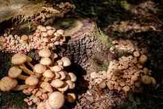集团蘑菇森林