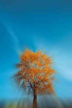 金桦木树蓝色的天空变焦模糊
