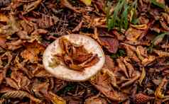 蘑菇秋天叶子