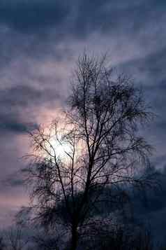 轮廓树太阳背景黑暗云