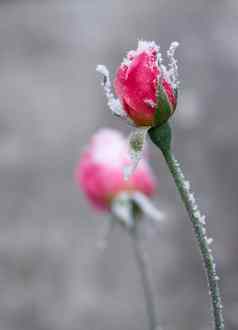 霜冻冻玫瑰