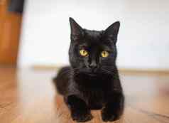 黑色的猫黄色的眼睛谎言一边腿伸出的层压板