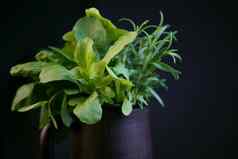 新鲜的辣的草本植物薄荷迷迭香莳萝芝麻菜菠菜黑色的杯黑色的背景