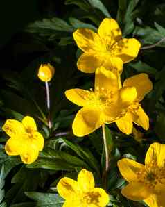 黄色的春天花照亮阳光灯