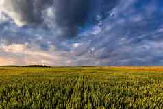 场年轻的绿色小麦夏天阳光明媚的一天多云的天空背景阴天气