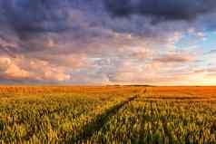 场年轻的绿色小麦夏天阳光明媚的一天多云的天空背景阴天气