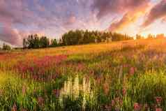 日落日出山紫色的野生卢平野花年轻的桦树多云的天空