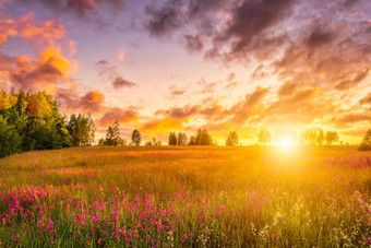 日落日出山紫色的野生康乃馨年轻的桦树多云的天空