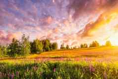 日落日出山紫色的野生卢平野花年轻的桦树多云的天空