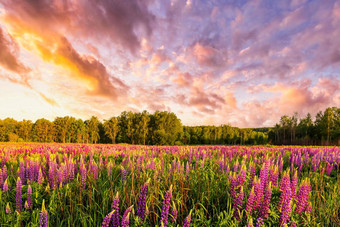 日落日出场紫色的野生卢平多云的天空