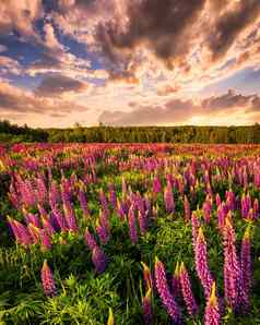 日落日出场紫色的野生卢平多云的天空