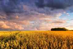 场年轻的金黑麦小麦夏天阳光明媚的一天多云的天空背景阴天气