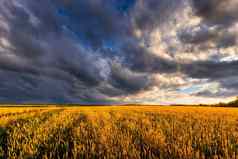 场年轻的金黑麦小麦夏天阳光明媚的一天多云的天空背景阴天气