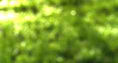 模糊散景背景图像明亮的绿色树叶春天