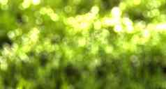 模糊散景背景图像明亮的绿色树叶春天