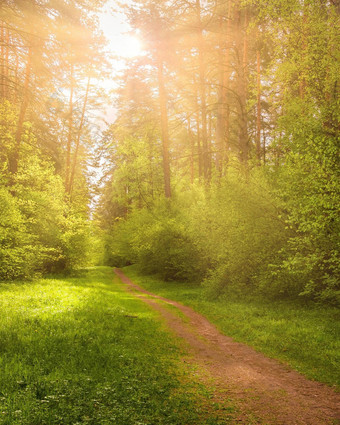 阳光流媒体松树照明年轻的树叶灌木松森林春天